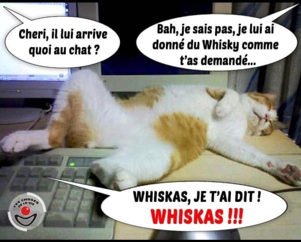 Alcool   chat   blague   cheri il lui arrive quoi au chat be je sais pas je lui est donnée du wisky comem t'a demander du whiskas je t'ai dit