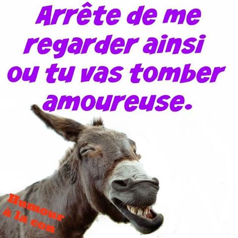 Amour   blague   animaux   ane arrête de me regarder ou tu vas tomber amoureuse