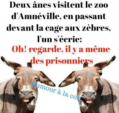 Animaux blague   2 ane visite le zoo et passe devant les zèbres et dit il y a meme des prisonniers