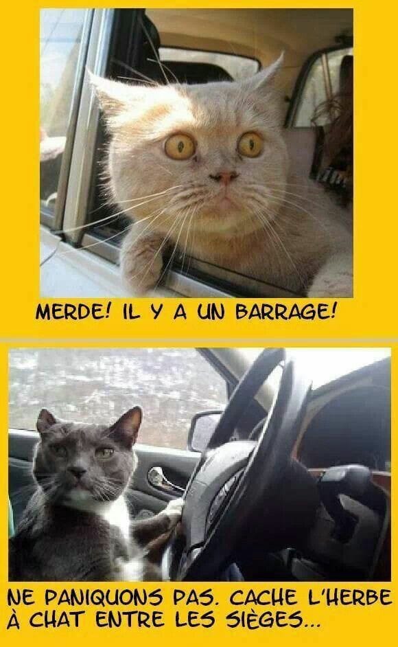 Blague   2 chats en voiture   merde il y a un barrage   ne paniquons pas cache l'herbe à chat entre les sièges