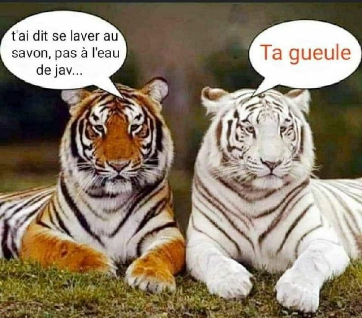 Blague   2 tigre l'1 tigré l'autre blanc et dit t'ai dit se laver au savon pas à l'eau de javel le tigre blanc dit ta gueule 