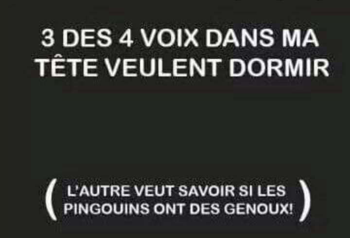 Blague   3 des 4 voix dans ma tête veulent dormir l'autre veux savoir si les mingins ont des genoux