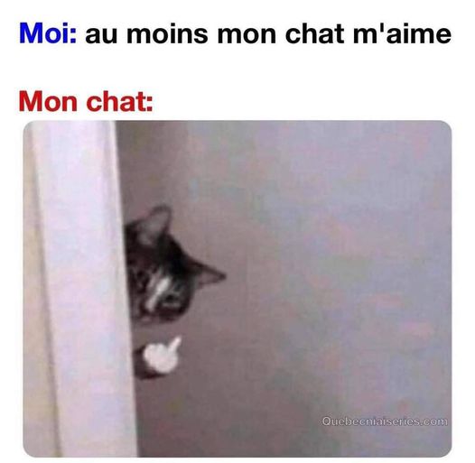 Blague   A u moin mon chat m'aime