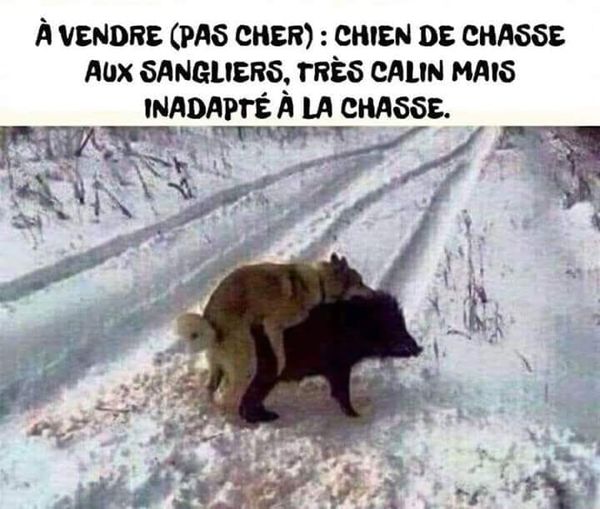 Blague   a vendre chien de chasse aux sangliers