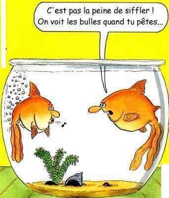 blague   2 poissons dans le bocal et l'1 dit à l'autre c'est pas la peine de siffler,on voit les bulles quand tu êtes