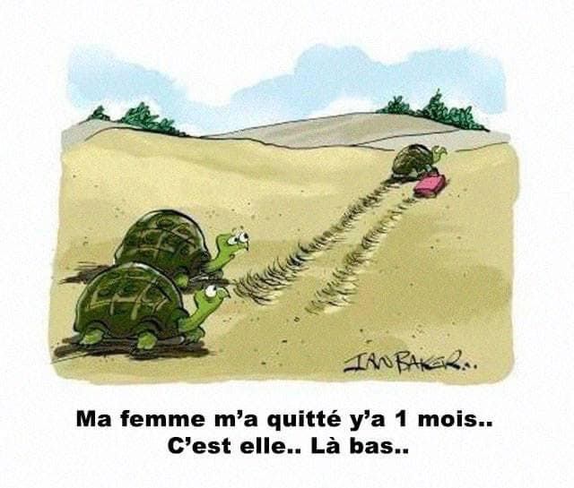 Caricature   tortue   ma femme m'a quitté ya 1 mois c'est elle la bas