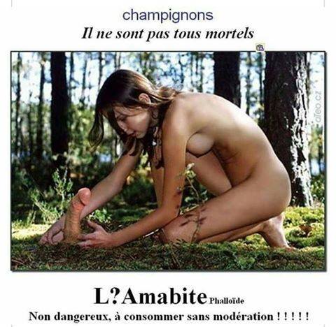 Champignon ils ne sont pas tous mortels   l'amabite