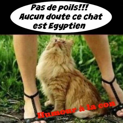 Chat   aucun poil ce chat est égyptien