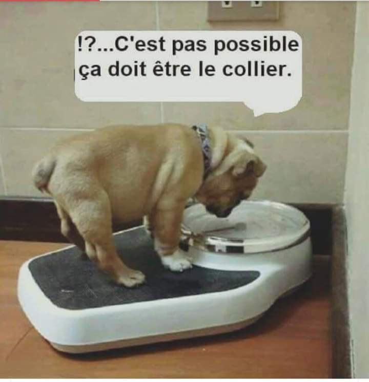 Chien   blague   chien sur une balance qui regarde combien il pese