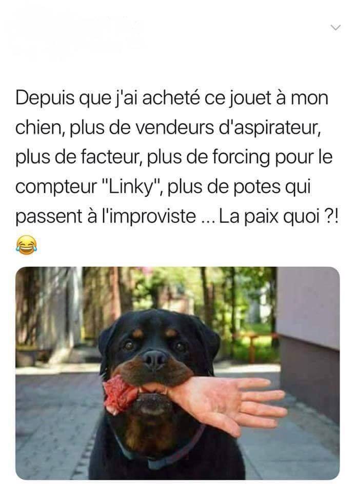 Chien   blague   j'ai acheté ce jouet pour mon chien plus personnes ne passe la paix