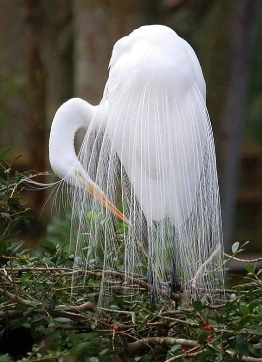 Faune   al grande aigrette surnomé le héron blanc