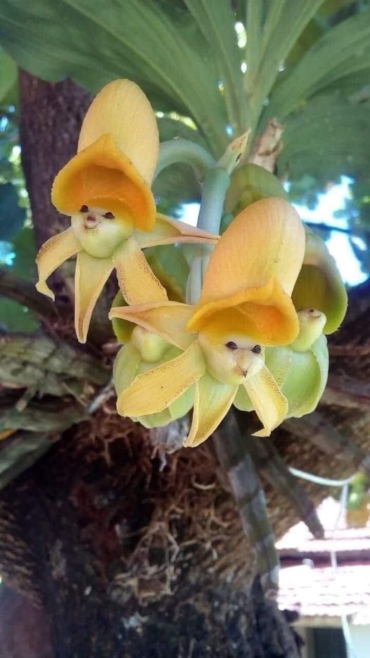 Flore orchidé