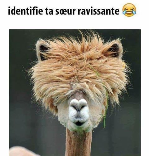 Humeur   identifie ta soeur lama