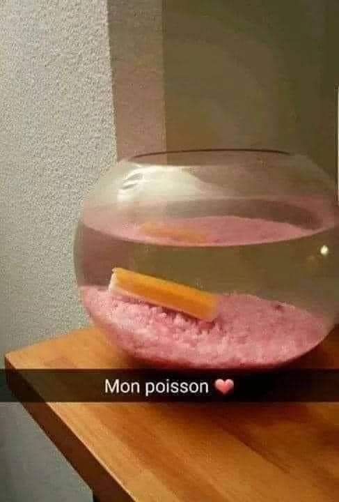 Blague   batonnet de surimi dan sun bocal d'eau