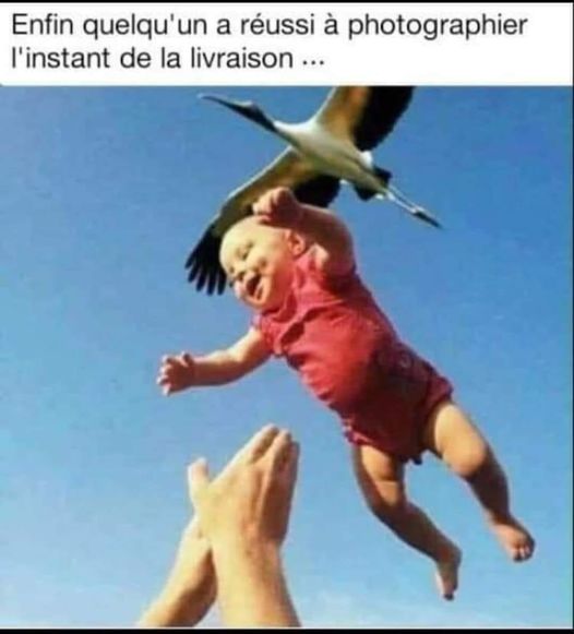 Blague   bébé   bébé et cigogne marquer enfin quelqu'un a réusi à photographier l'instant de a livraison