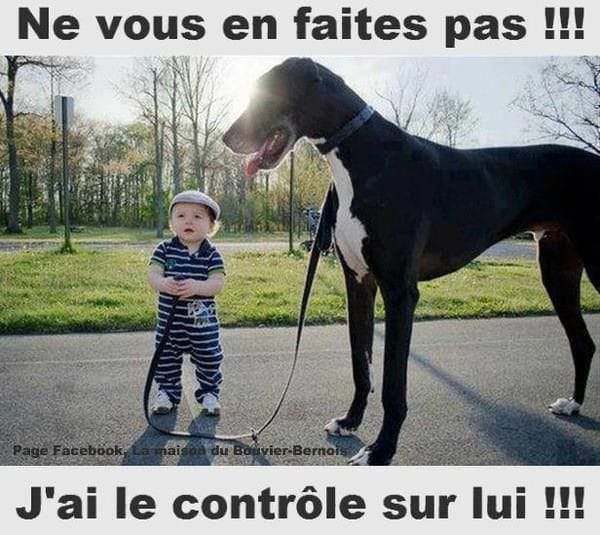 Blague   bébé   chien   ne vous faites pas j'ai le controle sur lui bébé qui tiens en laisse  un chien plus grand que lui