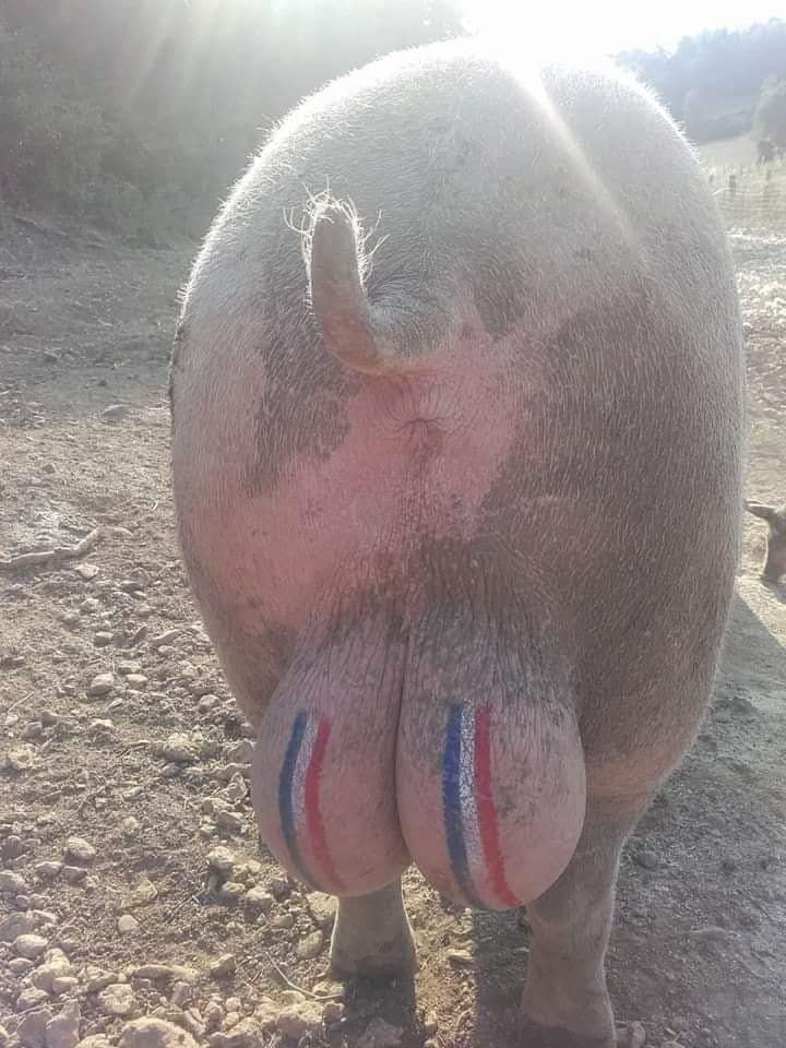 Blague   Caricature   couille de ochon avec drapeau français