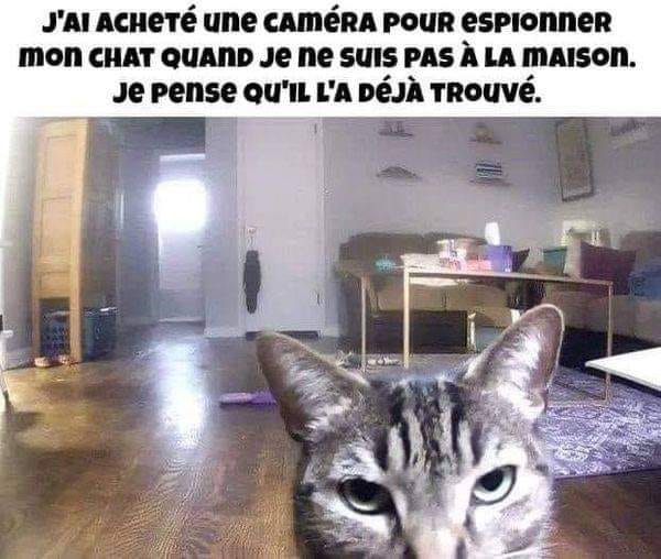 Blague   Chat   j'ai acheté une caméra pour espionner mon chat quand je ne suis pas à la maison je pense qu'il a déjà trouvé