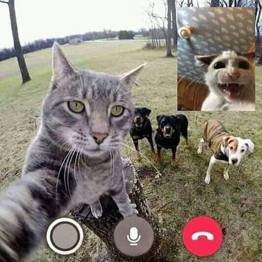 Blague   Chat   mon dernier selfie avec chien derrière