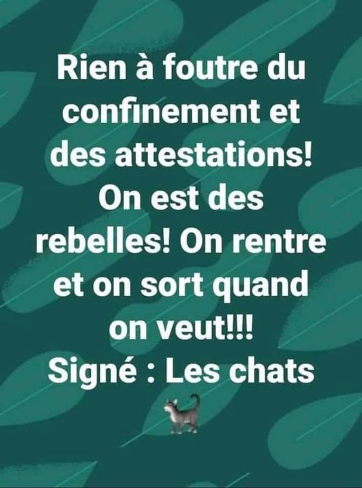 Blague   Citation   confinement   rien à foutre du confinement et des attestations on est des rebelles on rentre et on sort quand on veux signé   les chats