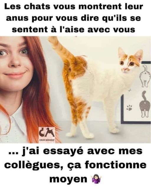 Blague   Citation   les chats vous montrent leur anus pour vous dire qu'ils se sentent à l'aise avec vous   j'ai essayé avec mes collègues ça fonctionne moyen