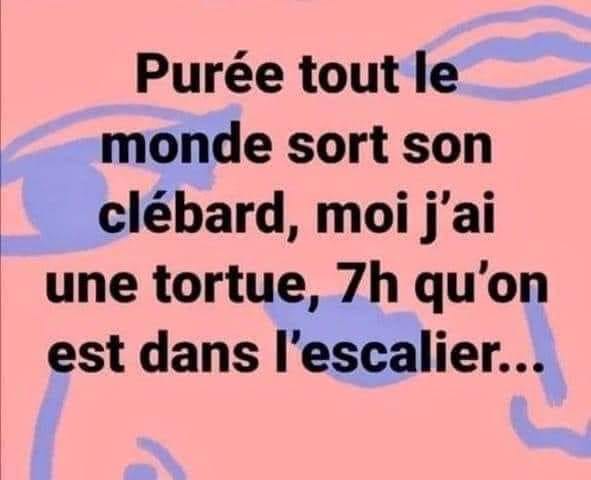 Blague   Citation   purée tout le monde sort son clébard, moi j'ai une tortue, 7 heure qu'on est dans l'escalier