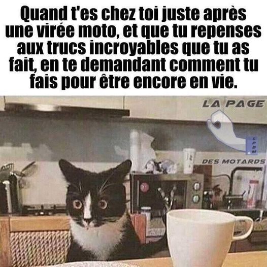 Blague   Citation   quand t'es chez toi juste après une virée moto,et que tu repenses aux trucs incroyables que tu as fait,en te demandant comment tu fais pour être encore en vie