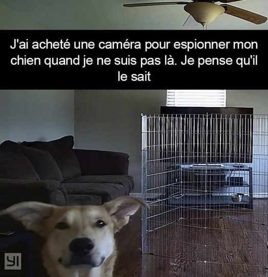 Blague   caméra   espionnage   surveilllance   j'ai acheté une caméra pour espionner mon chien quand je ne suis pa slà je pense qu'il l esait