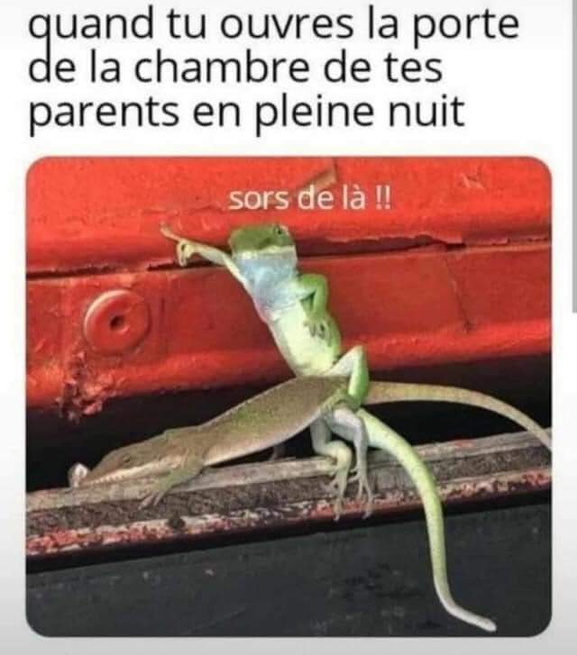 Blague   caricature   2 lézard qui font lamour   quand tu ouvres la porte de la chambre de tes parents en pleine nuit