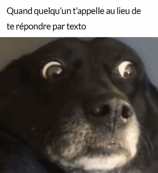 Blague   caricature   chien étonner   quand quelqu'un t'appelle au lieu de te répondre par texto