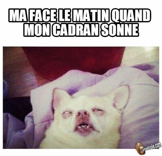 Blague   caricature   ma face le matin quand mon cadran sonne