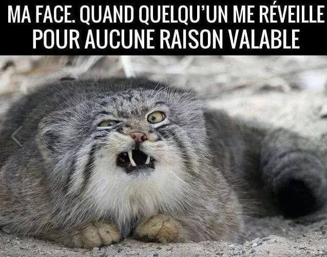 Blague   caricature   ma face quand quelqu'un me révéille pour aucune raison valable