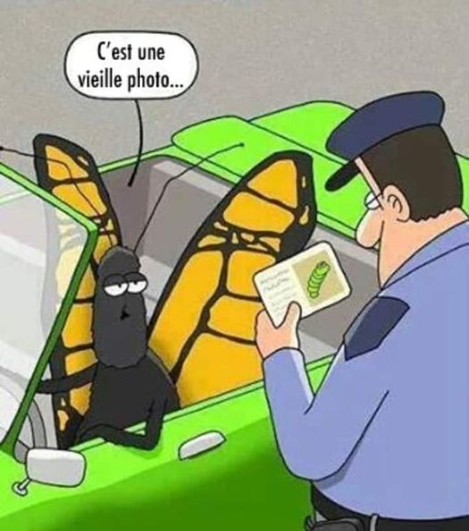 Blague   caricature   papillon qui roul een photo avec photo sur sa carte d'identité d'un ver = chenille