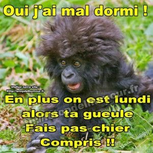 Blague   caricature   singe qui dit oui j'ai mal dormi en plus on est lundi alors ta gueule fais pas chier compris