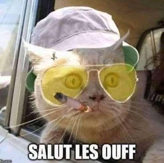 Blague   chat   ave clunette et cigarette et bob sur la tête qui dit   salut le souff