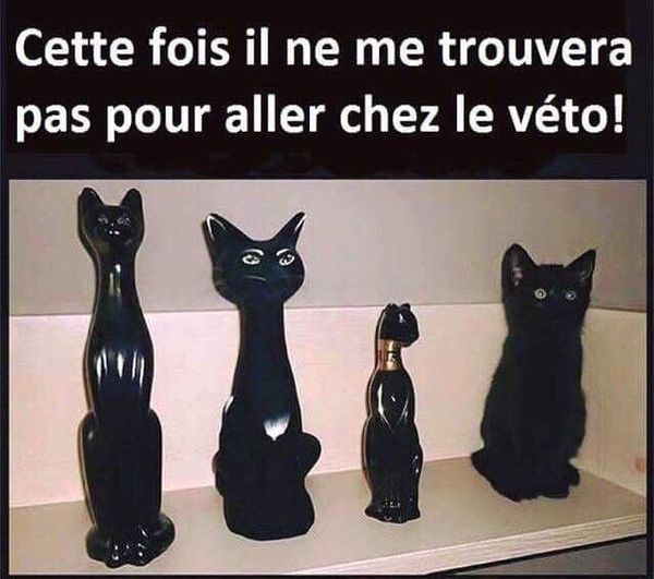 Blague   chat   cette fois il ne me trouvera pas pour aller chez le véto