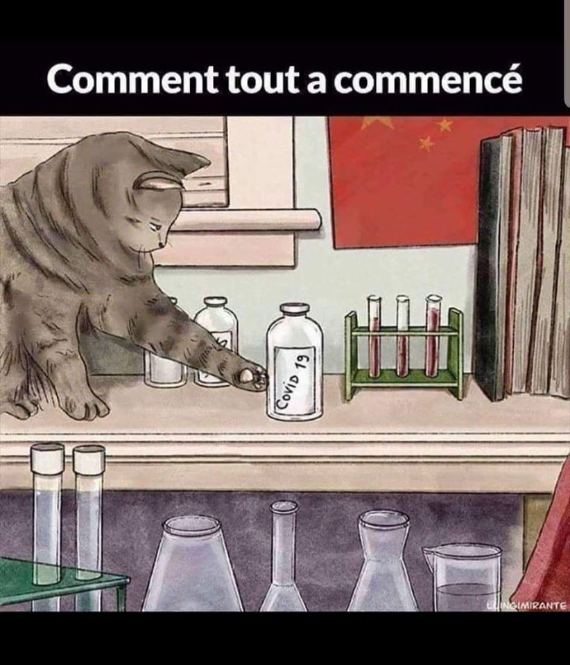 Blague   chat   comment tout a commencer   chat qui joue avec le virus