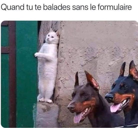 Blague   chat   confinement   quand tu te balades sans le formulaire