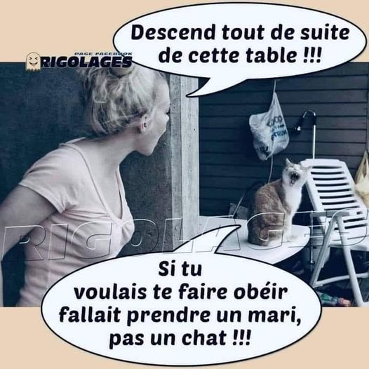 Blague   chat   descend tout de suite de cette table   si tu voulais te faire obéir fallait prendre un mari pas un chat