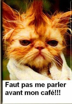 Blague   chat   faut pas me parler avant mon café