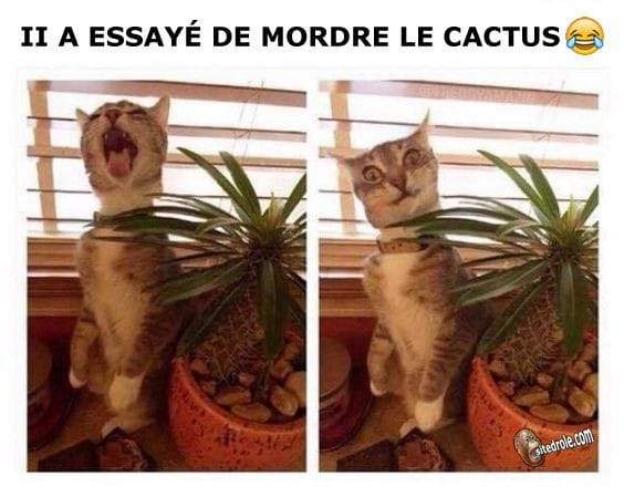 Blague   chat   il a essayé de mordre le cactus