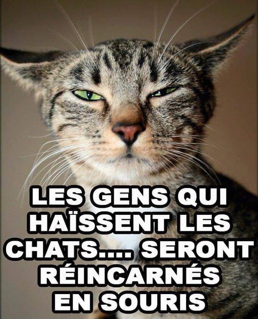 Blague   chat   les gens qui haissent les chats seront réincarnés en souris