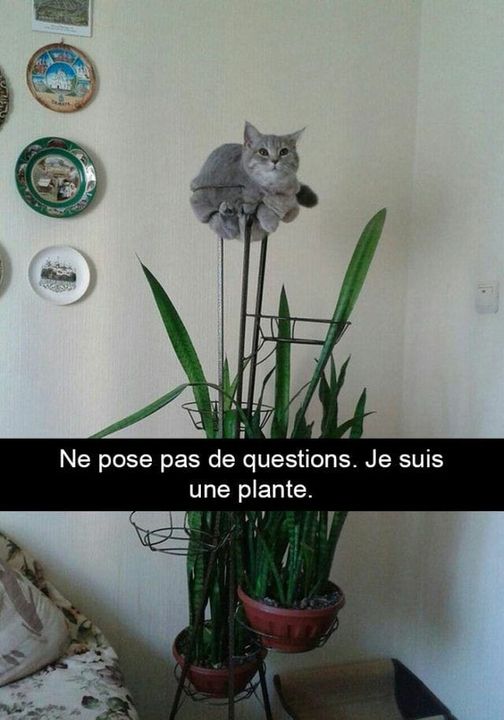 Blague   chat   ne pose pas de question je suis une plante