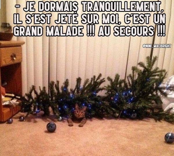 Blague   chat   noel   chat qui a fait tomber le sapin de noel