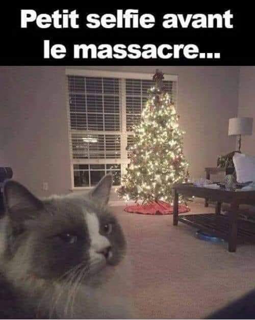 Blague   chat   petit selfie avant le massacre