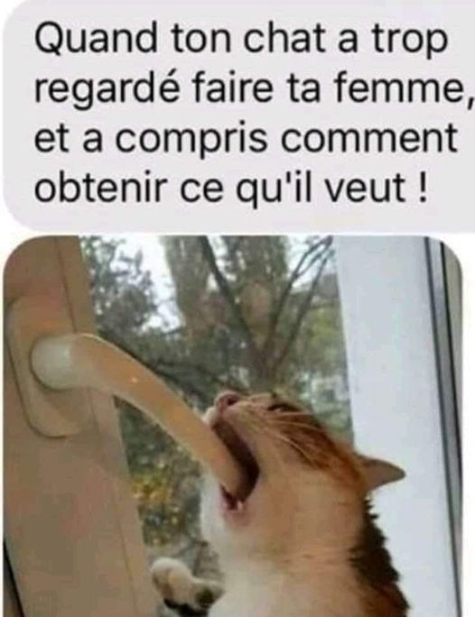 Blague   chat   quand ton cat a trop regardé faire ta femme et a compris comment obtenir ce qu'il veut