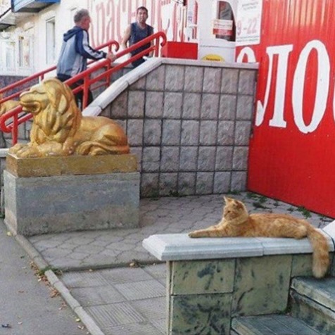 Blague   chat   quand tu ment sur ton cv mais que tu as quand même le job=travail