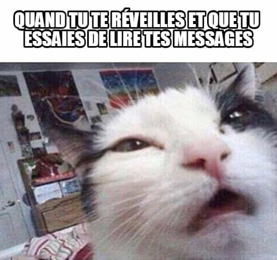 Blague   chat   quand tu te révéilles et que tu essaie de lire tes messages