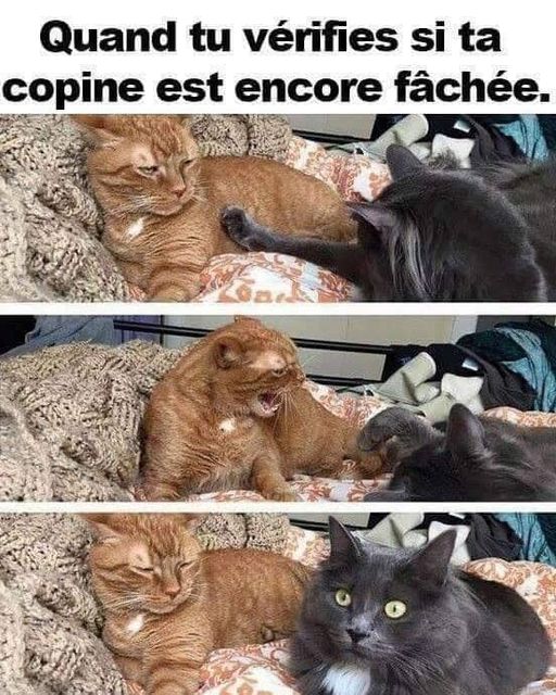 Blague   chat   quand tu vérifie si ta copine est encore fachée