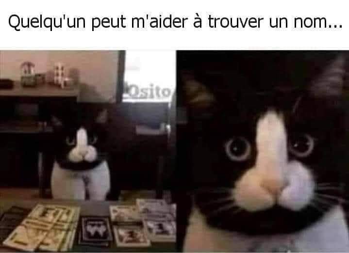 Blague   chat   quelqu'un peut m'aider à trouver un nom